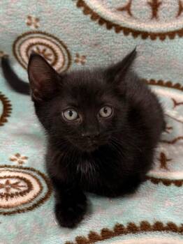 Rita -  Domestic Short Hair Cat for Adoption in Vacaville, California - Rita | PetCurious