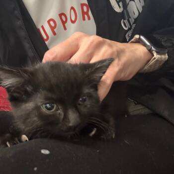 Rescue Domestic Short Hair Cats for Adoption in Kansas City, Missouri - Stella - 2088 | PetCurious