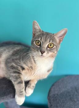 Tabby and Domestic Short Hair Cats Available for Adoption in Georgetown, Kentucky - Lollygag | PetCurious
