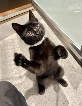 MIKE -  Domestic Short Hair Cat for Adoption in San Francisco, California - MIKE | PetCurious