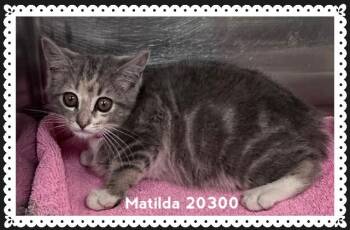 MATILDA -  Domestic Short Hair Cat for Adoption in Marietta, Georgia - MATILDA | PetCurious