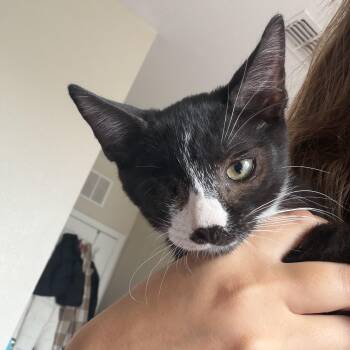Louie -  Domestic Short Hair Cat for Adoption in Jacksonville, Florida - Louie | PetCurious
