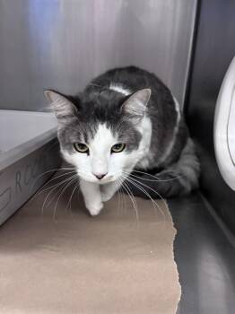DUTTON -  Domestic Medium Hair Cat for Adoption in Fort Myers, Florida - DUTTON | PetCurious