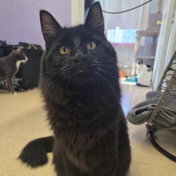 Rescue Domestic Long Hair Cats for Adoption in Warwick, Rhode Island - Mariner | PetCurious
