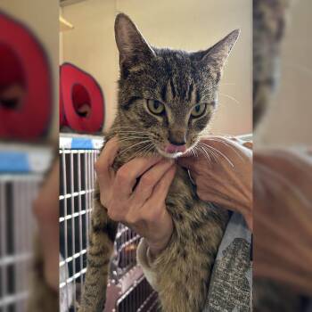 Rescue Domestic Short Hair Cats for Adoption in Lambertville, New Jersey - Nutella | PetCurious