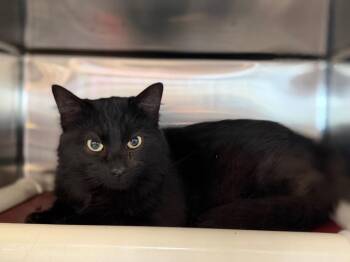 Brandon -  Domestic Long Hair Cat Available for Adoption in Rossville, Georgia - Brandon | PetCurious