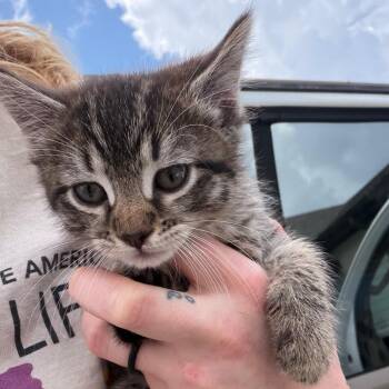 Domestic Medium Hair and Domestic Short Hair Cats Available for Adoption in Marshall, Texas - Mary | PetCurious