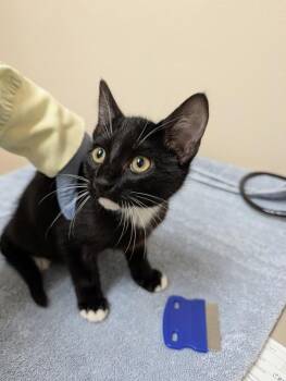 Quintus -  Domestic Short Hair Cat for Adoption in Sherwood, Oregon - Quintus | PetCurious