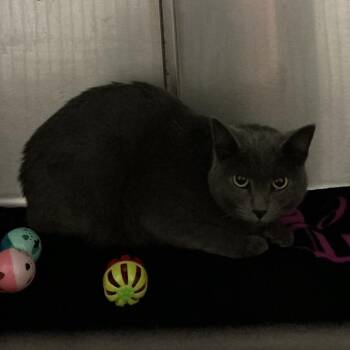 Mouse -  Domestic Short Hair Cat for Adoption in Spruce Pine, North Carolina - Mouse | PetCurious