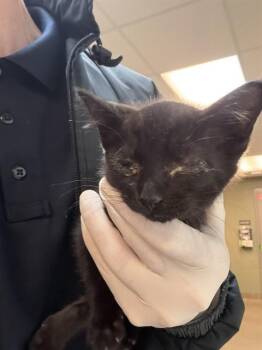 Domestic Short Hair Cats Available for Adoption in Jacksonville, Florida - KETA | PetCurious
