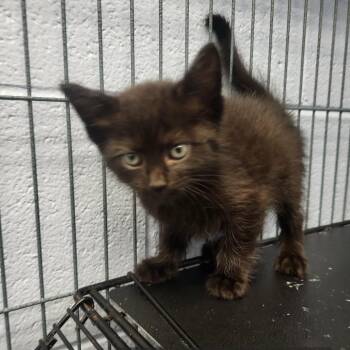 Love-a-lot Bear -  Domestic Short Hair Cat for Adoption in Martinsville, Virginia - Love-a-lot Bear | PetCurious
