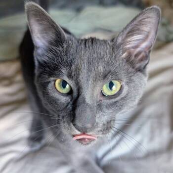 Leafeon -  Domestic Short Hair Cat for Adoption in Dallas, Texas - Leafeon | PetCurious