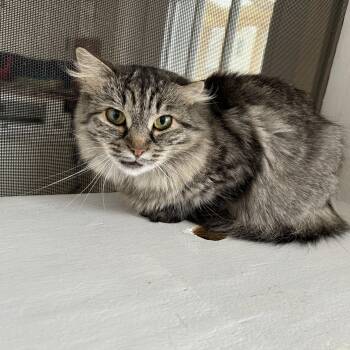 British Longhair Cats Available for Adoption - Lake | PetCurious