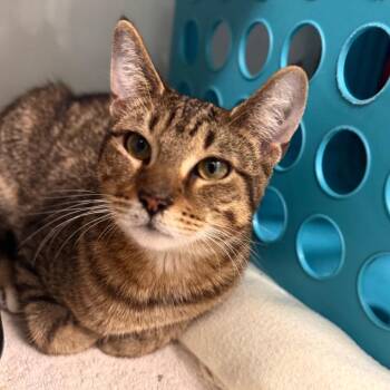 Domestic Short Hair Cats Available for Adoption in Wheeling, Illinois - Sharon | PetCurious