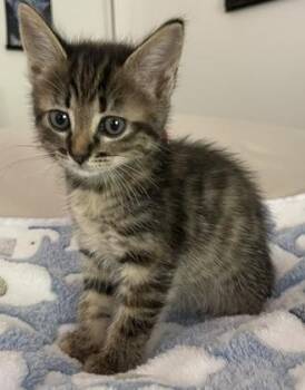 ROSIE -  Domestic Short Hair Cat for Adoption in Camarillo, California - ROSIE | PetCurious