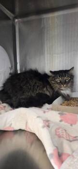 Domestic Long Hair Cats Available for Adoption - Fluffball | PetCurious