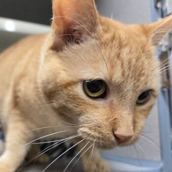 Rescue Domestic Short Hair Cats for Adoption in Colorado Springs, Colorado - Sweet Pea | PetCurious