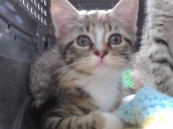 MOKENZIE -  Domestic Short Hair Cat for Adoption in Omaha, Nebraska - MOKENZIE | PetCurious
