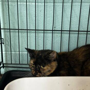 Cookie Sparkles -  Domestic Medium Hair Cat for Adoption in Gadsden, Alabama - Cookie Sparkles | PetCurious