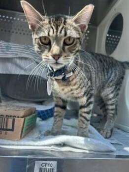 Domestic Short Hair Cats Available for Adoption in Fort Lauderdale, Florida - TEAL | PetCurious