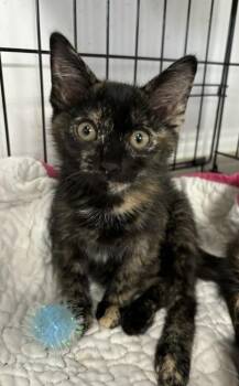 Mellie -  Domestic Short Hair Cat for Adoption in West Memphis, Arkansas - Mellie | PetCurious