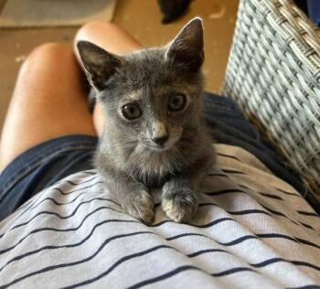 Juliette -  Dilute Tortoiseshell Cat for Adoption in Orlando, Florida - Juliette | PetCurious