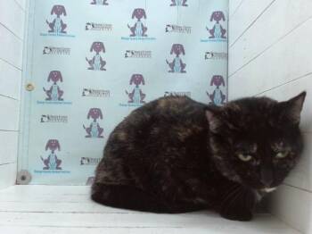 MATILDA -  Domestic Short Hair Cat for Adoption in Orlando, Florida - MATILDA | PetCurious
