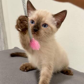 Runny -  Siamese Cat for Adoption in Long Beach, California - Runny | PetCurious
