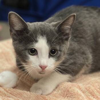 Yahtzee -  Domestic Short Hair Cat for Adoption in Wickenburg, Arizona - Yahtzee | PetCurious