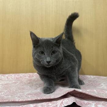 Hachi -  Domestic Short Hair Cat for Adoption in Brentwood, Missouri - Hachi | PetCurious