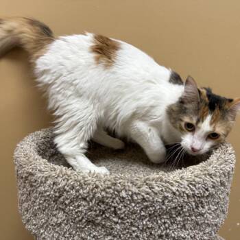 Mona -  Domestic Medium Hair Cat for Adoption in Brentwood, Missouri - Mona | PetCurious