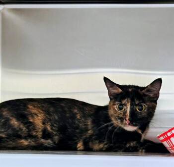 HAWTHORN -  Domestic Short Hair Cat for Adoption in St. Louis, Missouri - HAWTHORN | PetCurious