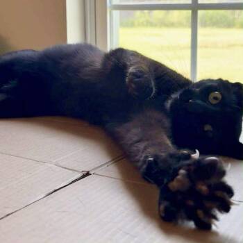 Rescue Domestic Short Hair Cats for Adoption in Tulsa, Oklahoma - Onyx | PetCurious