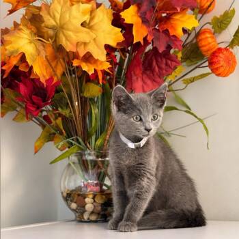 Duffy -  Domestic Short Hair Cat for Adoption in Syosset, New York - Duffy | PetCurious