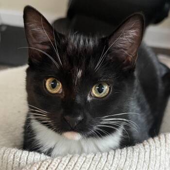 Chowder -  Domestic Short Hair Cat for Adoption in Chicago, Illinois - Chowder | PetCurious
