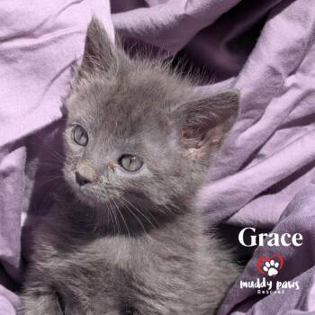 Bedtime Stories:  Grace -  Domestic Short Hair Cat for Adoption in Council Bluffs, Iowa - Bedtime Stories:  Grace | PetCurious