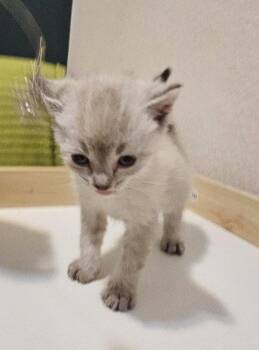 Craps -  Siamese and Domestic Short Hair Cat for Adoption in Evergreen, Colorado - Craps | PetCurious