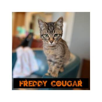 Rescue Domestic Short Hair Cats for Adoption in Fertile, Minnesota - Freddy Cougar | PetCurious