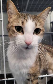 Domestic Short Hair Cats Available for Adoption - Saoirse  | PetCurious