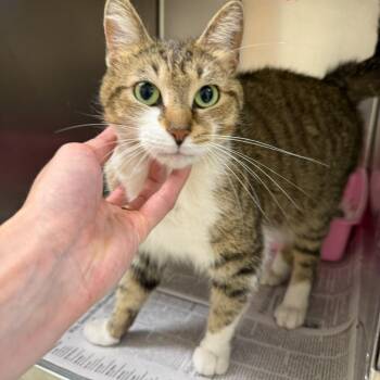 Domestic Short Hair Cats Available for Adoption in Falls Church, Virginia - T&D: Dani | PetCurious