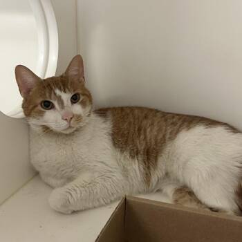 Frankford -  Domestic Short Hair Cat Available for Adoption in Philadelphia, Pennsylvania - Frankford | PetCurious