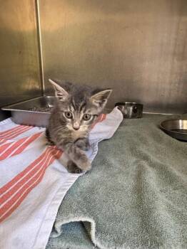 Chalupa -  Domestic Short Hair Cat for Adoption in Providence Forge, Virginia - Chalupa | PetCurious