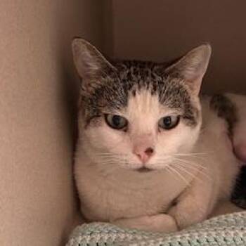 Domestic Short Hair Cats Available for Adoption in Durango, Colorado - Cloud | PetCurious