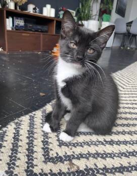 Damian -  Domestic Short Hair Cat for Adoption in Port Chester, New York - Damian | PetCurious