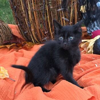 Rescue Domestic Short Hair Cats for Adoption in Sandy Springs, Georgia - Inky | PetCurious