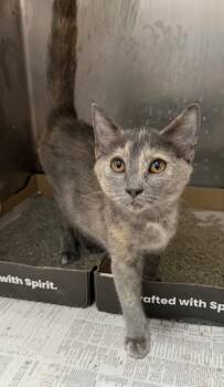 Jane Lane -  Domestic Short Hair Cat for Adoption in Cincinnati, Ohio - Jane Lane | PetCurious