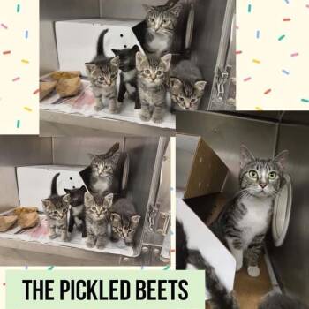 Parsnip -  Domestic Short Hair Cat for Adoption in Wheeling, Illinois - Parsnip | PetCurious