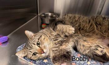 Domestic Short Hair and Tabby Cats Available for Adoption - Bobby | PetCurious
