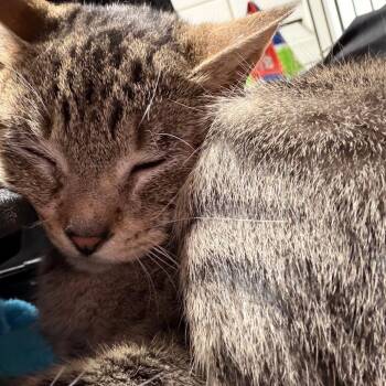 Angel -  Domestic Short Hair Cat Available for Adoption in Milton, Florida - Angel | PetCurious