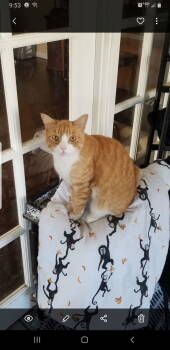 Rescue Tabby Cats for Adoption in Buena Park, California - Kein Higgins | PetCurious